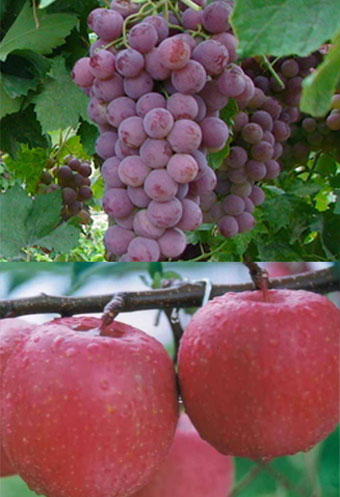 膨果期用高鉀沖施肥 膨果期用高鉀沖施肥