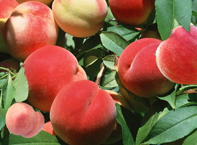 桃樹果實膨大期 桃樹果實膨大期