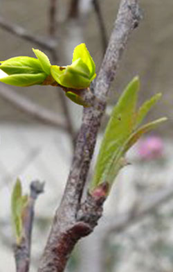 桃樹花芽分化期 桃樹花芽分化期