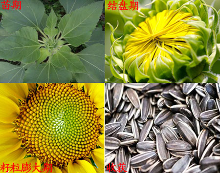 葵花生長階段 葵花生長階段
