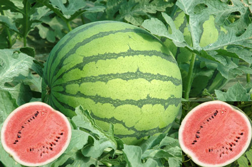 西瓜膨大沙瓤 西瓜膨大沙瓤