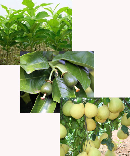 柚子生長期 柚子生長期