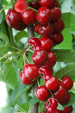 櫻桃下果肥施用技術 櫻桃下果肥施用技術