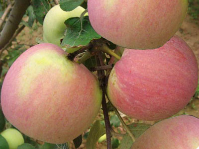 蘋果上色不好 蘋果上色不好