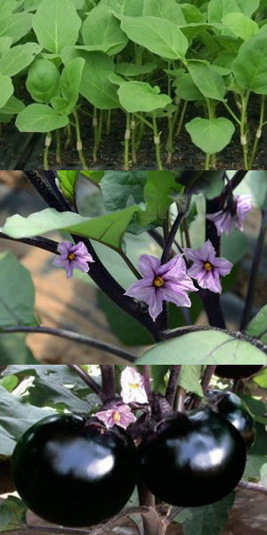 茄子施肥技術 茄子施肥技術