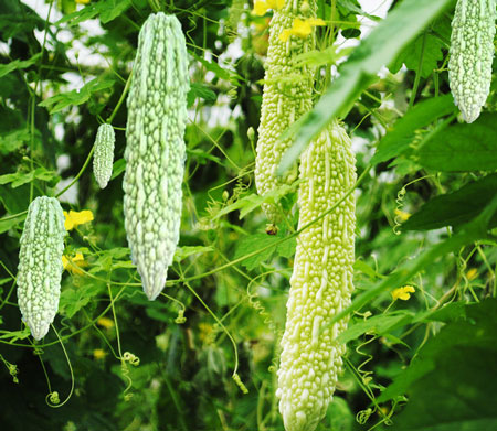 苦瓜追肥技術(shù) 苦瓜追肥技術(shù)