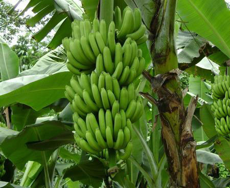 結果香蕉施肥技術 結果香蕉施肥技術