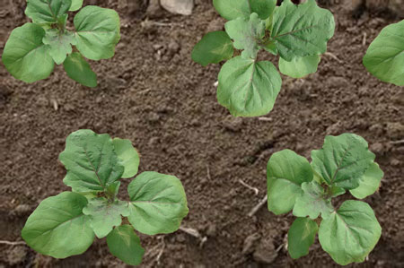 茄子幼苗沖施肥選擇 茄子幼苗沖施肥選擇