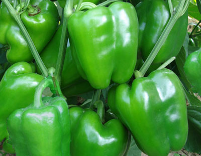 辣椒種植技術 辣椒種植技術