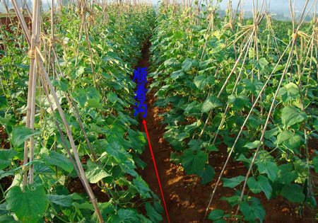 黃瓜沖施肥隨水沖施 黃瓜沖施肥隨水沖施