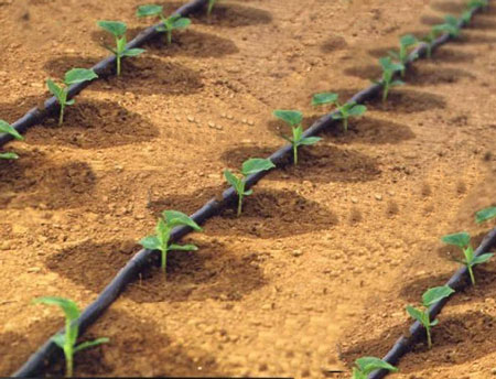 黃瓜沖施肥滴灌技術 黃瓜沖施肥滴灌技術