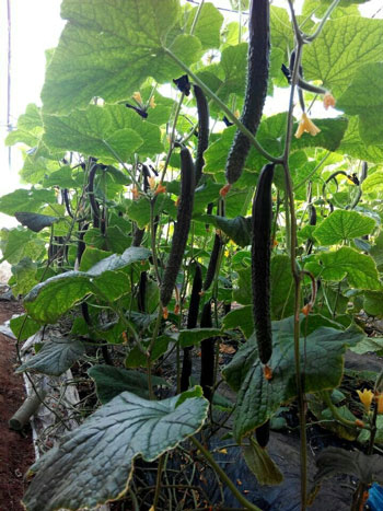 使用高端沖施肥的效果 使用高端沖施肥的效果