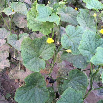 使用低端沖施肥效果 使用低端沖施肥效果