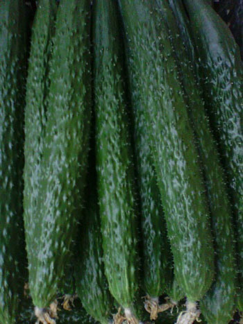 黃瓜產量-高端沖施肥 黃瓜產量-高端沖施肥