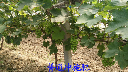 普通沖施肥效果 普通沖施肥效果