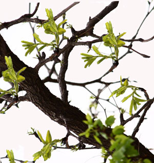 棗樹花芽分化期 棗樹花芽分化期