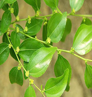 棗樹開花期 棗樹開花期