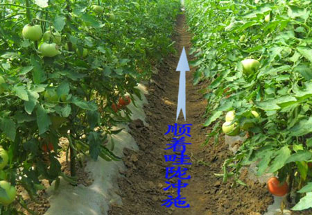 隨水沖施 隨水沖施