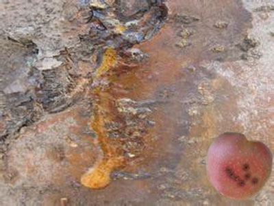 蘋果腐爛病 蘋果腐爛病