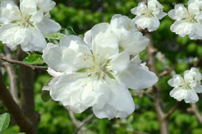 蘋果花期管理 蘋果花期管理