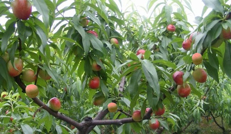 桃樹果實膨大期 桃樹果實膨大期