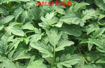 西紅柿育苗期 西紅柿育苗期