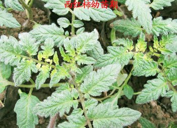 西紅柿苗期 西紅柿苗期