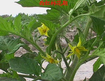 西紅柿花期 西紅柿花期