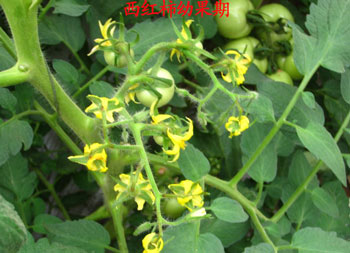 西紅柿幼果期 西紅柿幼果期