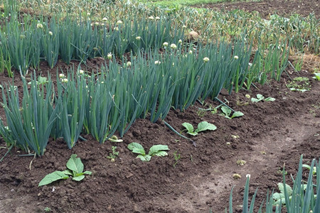 大蔥沖施肥哪種最好 大蔥沖施肥哪種最好