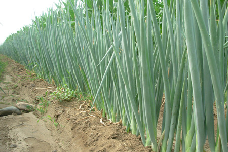 哪個大蔥沖施肥好 哪個大蔥沖施肥好