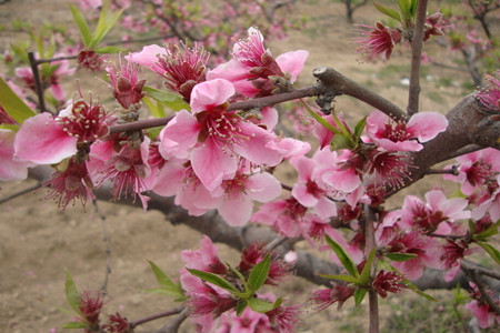 桃樹沖施肥施用要求 桃樹沖施肥施用要求