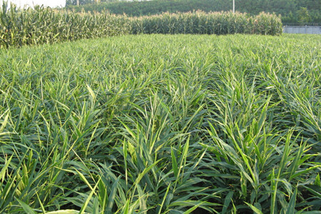 大姜沖施肥施用三大建議 大姜沖施肥施用三大建議