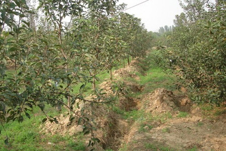 蘋果樹沖施肥什么時候用 蘋果樹沖施肥什么時候用