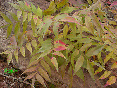 嫁接砧木黃連木 嫁接砧木黃連木