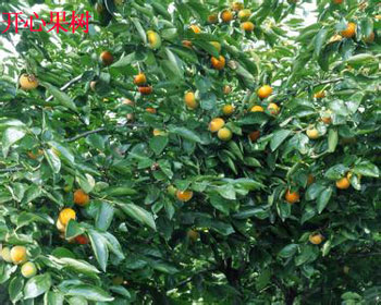 開心果樹 開心果樹