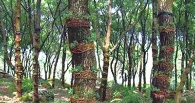 樹體種植鐵皮石斛 樹體種植鐵皮石斛