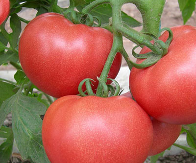 西紅柿為喜鈣作物 西紅柿為喜鈣作物