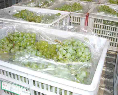 葡萄塑料袋保鮮法 葡萄塑料袋保鮮法