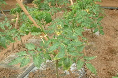 番茄幼苗施肥 番茄幼苗施肥