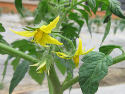 番茄花期施肥 番茄花期施肥