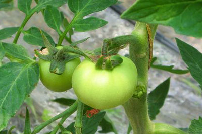 番茄幼果期施肥 番茄幼果期施肥