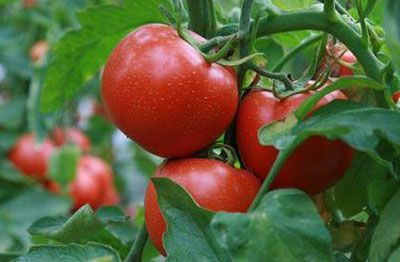 番茄膨大期施肥 番茄膨大期施肥