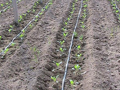 普通滴灌帶 普通滴灌帶