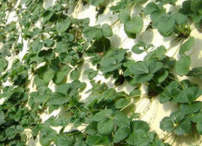 草莓育苗技術(shù) 草莓育苗技術(shù)