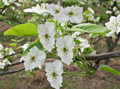 雪梨花芽期沖施肥選擇 雪梨花芽期沖施肥選擇