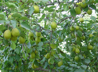 雪梨幼果期沖施肥選擇 雪梨幼果期沖施肥選擇