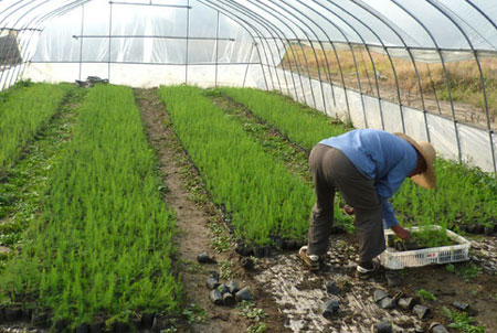 蘆筍育苗移栽 蘆筍育苗移栽