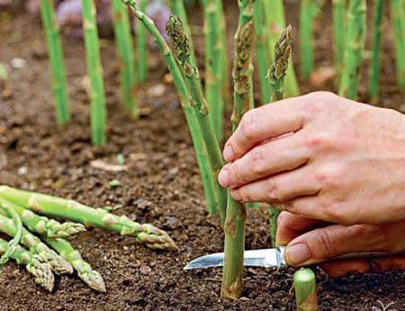 蘆筍采收技術 蘆筍采收技術