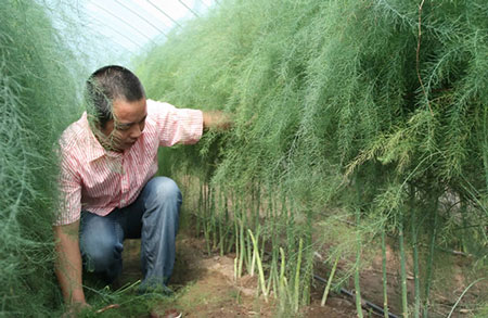 蘆筍田間管理 蘆筍田間管理